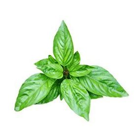 E-Fidancım 50 Adet Dogal Green Flesh Geniş Yapraklı Aromatik Fesleğen Tohumu