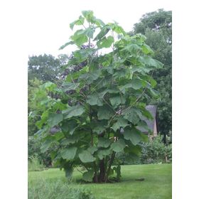E-Fidancım 50 Adet Dünyanın En Hızlı Büyüyen Tomentasa Paulownia Ağacı Tohumu