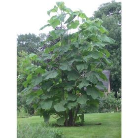 E-Fidancım 50 Adet Dünyanın En Hızlı Büyüyen Tomentasa Paulownia Ağacı Tohumu