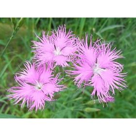 E-Fidancım 50 Adet Püsküllü Pembe Dianthus Çiçeği Tohumu