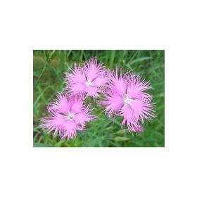 E-Fidancım 50 Adet Püsküllü Pembe Dianthus Çiçeği Tohumu