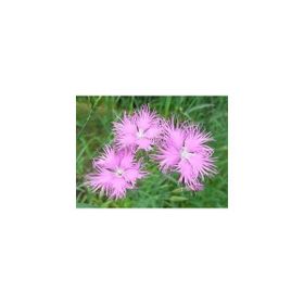 E-Fidancım 50 Adet Püsküllü Pembe Dianthus Çiçeği Tohumu