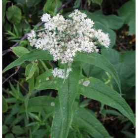 E-Fidancım 50 Adet Şifali Boneset Çiçeği Tohumu