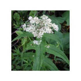 E-Fidancım 50 Adet Şifali Boneset Çiçeği Tohumu