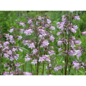 E-Fidancım 50 Adet Sweet Lady Penstemon Çiçeği Tohumu