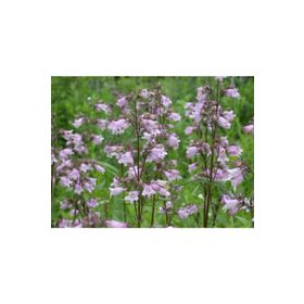 E-Fidancım 50 Adet Sweet Lady Penstemon Çiçeği Tohumu
