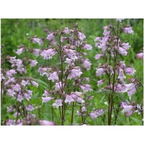 E-Fidancım 50 Adet Sweet Lady Penstemon Çiçeği Tohumu