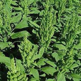 E-Fidancım 50 Adet Yeşil Renkli Amaranthus Çiçeği Tohumu