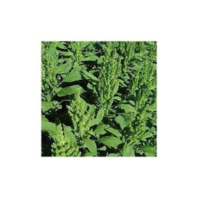 E-Fidancım 50 Adet Yeşil Renkli Amaranthus Çiçeği Tohumu