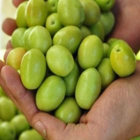 E-Fidancım Domat Zeytin Fidanı