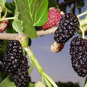E-Fidancım Ekşi Kara Dut Fidanı