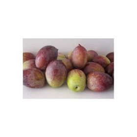 E-Fidancım Manzalina Zeytin Fidanı