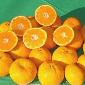 E-Fidancim Meyve Verme Yaşında Nagami Kamkat Fidanı