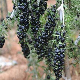 E-Fidancım Nadir Siyah Goji Berry Fidanı