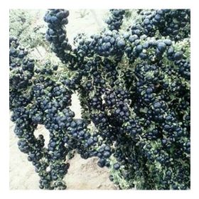 E-Fidancım Nadir Siyah Goji Berry Fidanı
