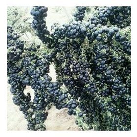 E-Fidancım Nadir Siyah Goji Berry Fidanı