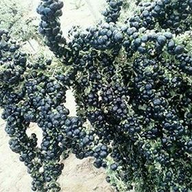 E-Fidancım Nadir Siyah Goji Berry Fidanı