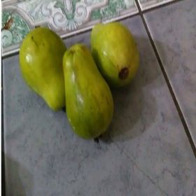 E-Fidancım Nadir Tüplü Armut Guava Fidanı