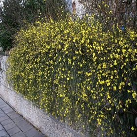 E-Fidancım Sarı Çiçekli Yasemin Fidanı