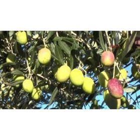 E-Fidancım Sarı Ulak Zeytin Fidanı