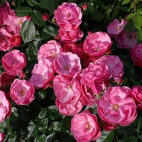 E-Fidancım Tüplü Aşılı Yediveren Pembe Renkli Angele Gül Fidanı
