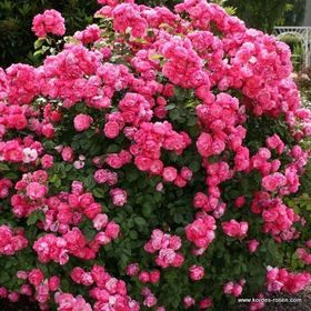 E-Fidancım Tüplü Aşılı Yediveren Pembe Renkli Angele Gül Fidanı