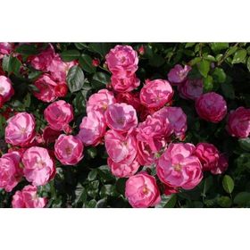 E-Fidancım Tüplü Aşılı Yediveren Pembe Renkli Angele Gül Fidanı