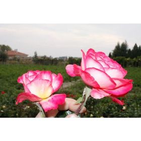 E-Fidancım Tüplü Aşılı Yediveren Rozguçar Pembe Beyaz Gül Fidanı