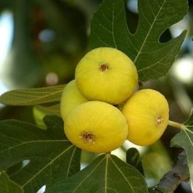 E-Fidancım Tüplü Aydın Sarı Lob İncir Fidanı