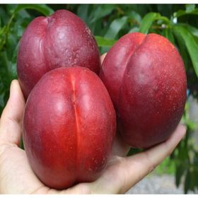 E-Fidancım Tüplü Big Top Nektarin Fidanı