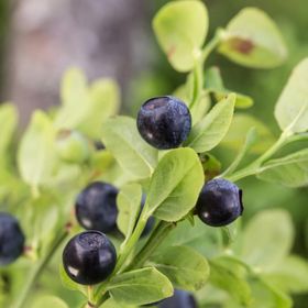 E-Fidancım Tüplü Bilberry Doğal Likapa Fidanı