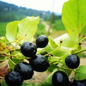 E-Fidancım Tüplü Bilberry Doğal Likapa Fidanı