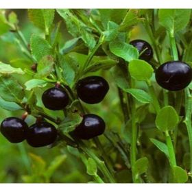 E-Fidancım Tüplü Bilberry Doğal Likapa Fidanı