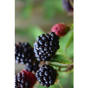 E-Fidancım Tüplü Boysenberry Böğürtlen Fidanı