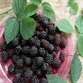 E-Fidancım Tüplü Boysenberry Böğürtlen Fidanı