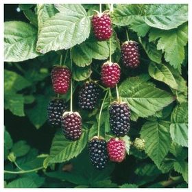 E-Fidancım Tüplü Boysenberry Böğürtlen Fidanı