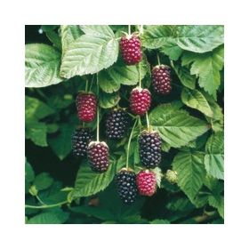 E-Fidancım Tüplü Boysenberry Böğürtlen Fidanı