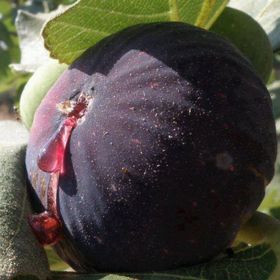 E-Fidancım Tüplü Bursa Siyahı Dürdane İncir Fidanı