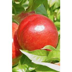 E-Fidancım Tüplü Caldesi Nektarin Fidanı