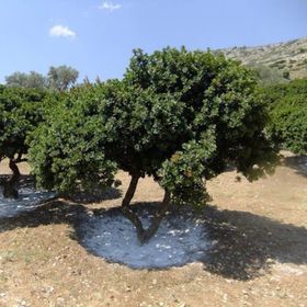 E-Fidancım Tüplü Damla Sakız Ağacı Fidanı