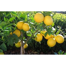 E-Fidancım Tüplü Dev Meyveli Extra Jumbo Limon Fidanı