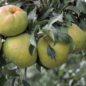 E-Fidancım Tüplü Deveci Armut Fidanı