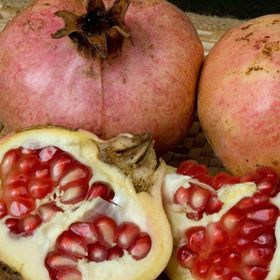 E-Fidancım Tüplü Devedişi Nar Fidanı