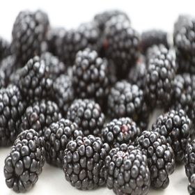 E-Fidancım Tüplü Dikensiz Early Fat Böğürtlen Fidanı
