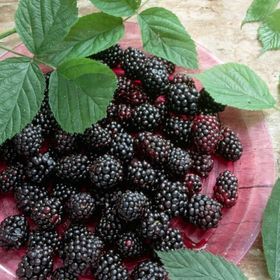 E-Fidancım Tüplü Dikensiz Early Fat Böğürtlen Fidanı
