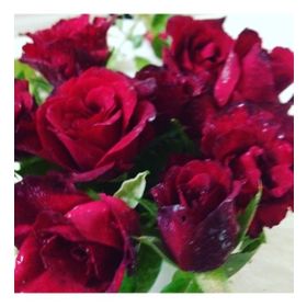 E-Fidancım Tüplü Dikensiz Kokulu Kırmızı Red Love Gül Fidanı