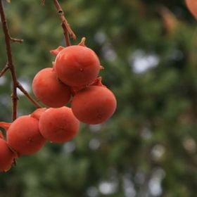 E-Fidancım Tüplü Doğal Yabani Hurma Ağacı Fidanı