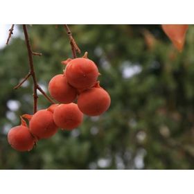 E-Fidancım Tüplü Doğal Yabani Hurma Ağacı Fidanı