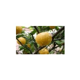 E-Fidancım Tüplü Enter Limon Fidanı