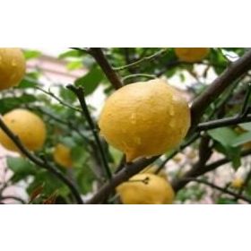E-Fidancım Tüplü Enter Limon Fidanı